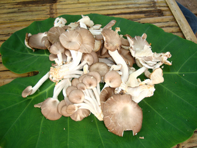 เห็ดปลอดสารพิษ