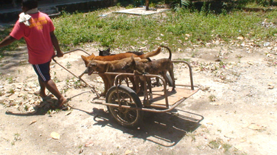 ฉีดวัคซีนป้องกันโรคพิษสุนัขบ้า